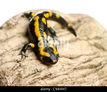 Feuersalamander auf Felsen, Salamandra Salamandra, vor weißem Hintergrund Stockfoto