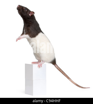 Ausgefallene Ratte, 1 Jahr alt, steht auf der Schachtel vor weißem Hintergrund Stockfoto