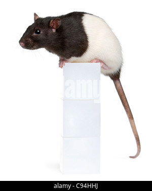 Ausgefallene Ratte, 1 Jahr alt, sitzen auf der Schachtel vor weißem Hintergrund Stockfoto