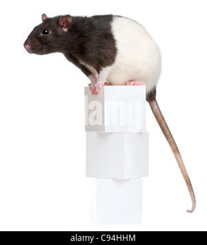Ausgefallene Ratte, 1 Jahr alt, sitzen auf Boxen vor weißem Hintergrund Stockfoto