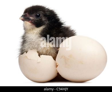 Küken, Gallus Gallus Domesticus, 8 Stunden alt, stand neben eigenen Ei vor weißem Hintergrund Stockfoto