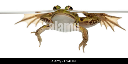 Essbare Frosch, Rana Esculenta, in Wasser vor weißem Hintergrund Stockfoto