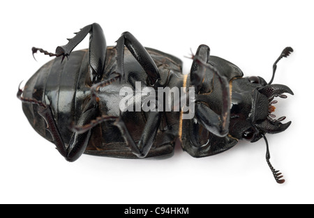 Weibliche Lucanus Cervus, die bekanntesten Arten der Hirschkäfer auf Rücken vor weißem Hintergrund Stockfoto