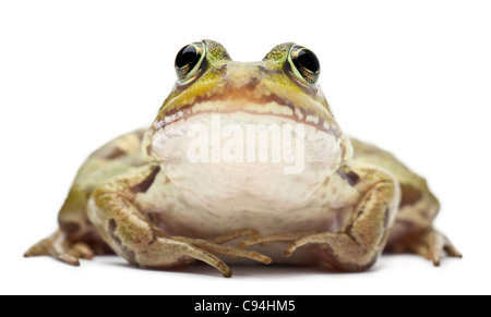 Gemeinsamen europäischen Frosch oder essbare Frosch, Rana Esculenta, vor weißem Hintergrund Stockfoto