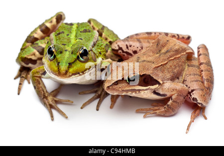 Europäische Grasfrosch oder essbare Frosch, Rana Esculenta, und ein Moor-Frosch, Rana Arvalis, vor weißem Hintergrund Stockfoto