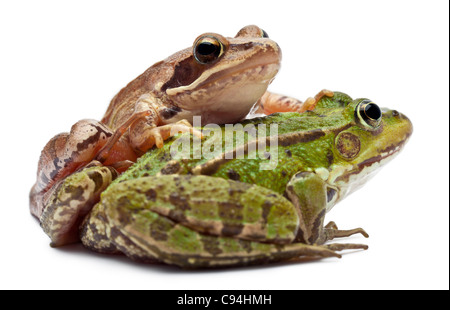 Europäische Grasfrosch oder essbare Frosch, Rana Esculenta, und ein Moor-Frosch, Rana Arvalis, vor weißem Hintergrund Stockfoto