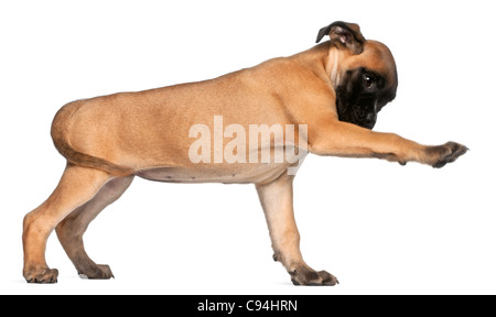 Boxer Welpen, 8 Wochen alt, seine Pfötchen vor weißem Hintergrund geben Stockfoto