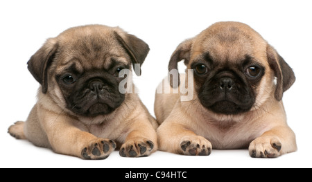 Zwei Mops Welpen, 8 Wochen alt, vor weißem Hintergrund Stockfoto