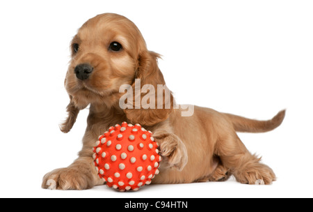 English Cocker Spaniel spielen mit einem Ball, 8 Wochen alt, vor weißem Hintergrund Stockfoto