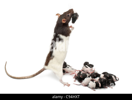Ausgefallene Ratte kümmert sich um ihre Babys vor weißem Hintergrund Stockfoto