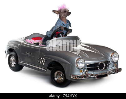 Chinese Crested Dog fahren Cabrio vor weißem Hintergrund Stockfoto