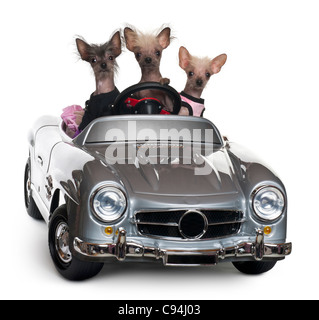 Chinese Crested Dogs fahren Cabrio vor weißem Hintergrund Stockfoto