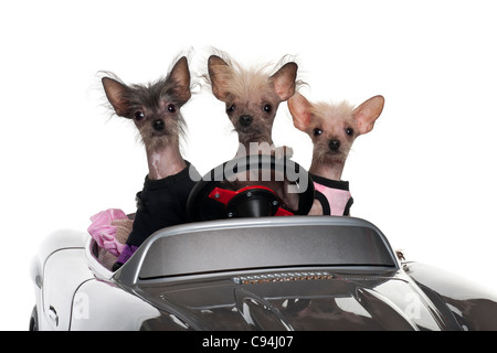 Chinese Crested Dogs fahren Cabrio vor weißem Hintergrund Stockfoto