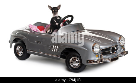 Chihuahua, 7 Monate alt, vor weißem Hintergrund Cabrio fahren Stockfoto