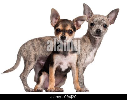 Chihuahua Welpen, 3 Monate alt, vor weißem Hintergrund Stockfoto