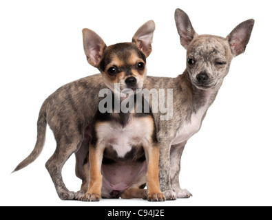 Chihuahua Welpen, 3 Monate alt, vor weißem Hintergrund Stockfoto