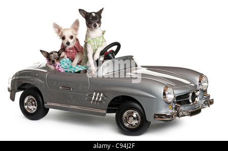 Drei Chihuahuas sitzen im Cabrio vor weißem Hintergrund Stockfoto