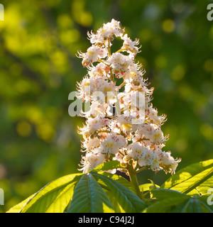 Frühlingsblumen blühen Kastanien Stockfoto