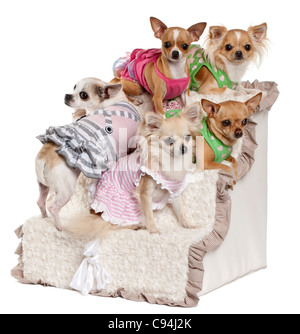 Fünf Chihuahuas sitzen auf den Stufen vor weißem Hintergrund Stockfoto