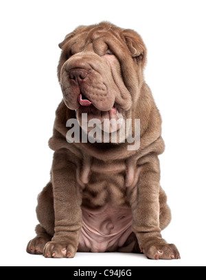 Shar Pei Welpen, 3 Monate alt, sitzt vor weißem Hintergrund Stockfoto