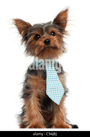 Yorkshire Terrier mit Krawatte, 7 Monate alt, vor weißem Hintergrund Stockfoto