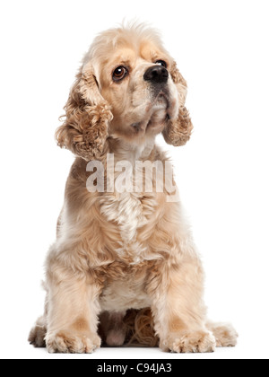 American Cocker Spaniel, 4 Jahre alt, sitzt vor weißem Hintergrund Stockfoto