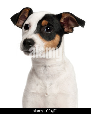 Nahaufnahme der Jack Russell Terrier Welpe, 5 Monate alt, vor weißem Hintergrund Stockfoto