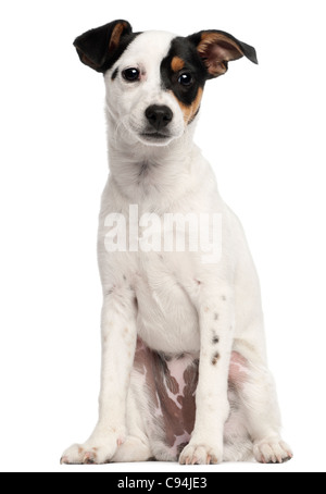 Jack Russell Terrier Welpe, 5 Monate alt, sitzt vor weißem Hintergrund Stockfoto