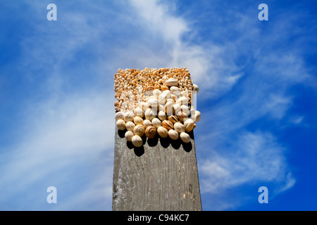 viele Schnecken auf der Oberseite eine schwarze Holz über blauen Himmel Stockfoto