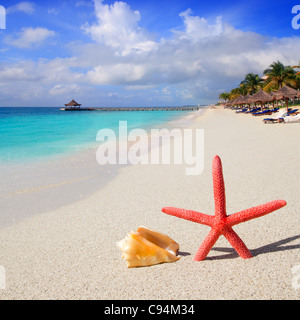 Strand mit Seestern und Muschel im weißen Sand und tropische Hütte Stockfoto