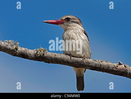 Braun mit Kapuze Kingfisher Halcyon albiventris Stockfoto