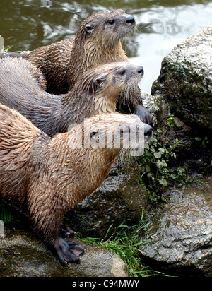 Britischen oder europäischen Fischotter (in Gefangenschaft), in der Wildnis der Otter kehrt langsam seine ehemaligen Lebensräume Stockfoto