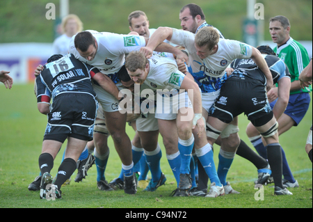 13.11.2011. Glasgow, Schottland.  Heineken Cup Pool 3 Rugby Union vom Firhill Stadium. Glasgow Warriors V Bad. Das Bad nach vorne in Glasgows 22 Maul vorbeifahren Stockfoto