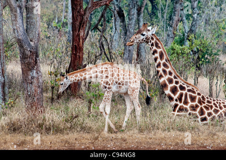 Rothschild Giraffe Mutter sitzen mit einem ständigen Kalb, Giraffe Manor, Nairobi, Kenia, Afrika Stockfoto