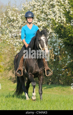 Junge Reiter auf Rückseite des Paso Fino Pferd Stockfoto