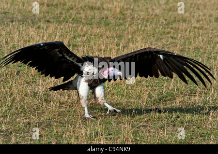 Vom Aussterben bedrohte Lappenfresser Geier, Aegypius tracheliotus, Wandern mit Flügeln, Masai Mara Nationalreservat, Kenia, Afrika Stockfoto