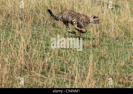 Gepard läuft nach Beute, Acinonyx Jubatus, Masai Mara National Reserve, Kenia, Afrika Stockfoto