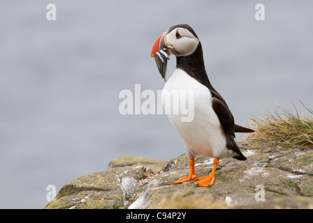 Papageitaucher (Fratercula arctica) mit sandaalen prey auf Rock Stockfoto