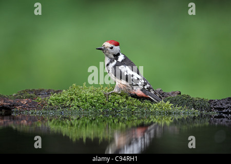 Mitte-spotted Woodpecker, Dendrocopus Medius, Baden Stockfoto