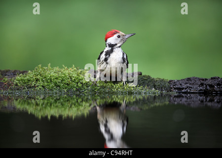 Mitte-spotted Woodpecker, Dendrocopus Medius, Baden Stockfoto