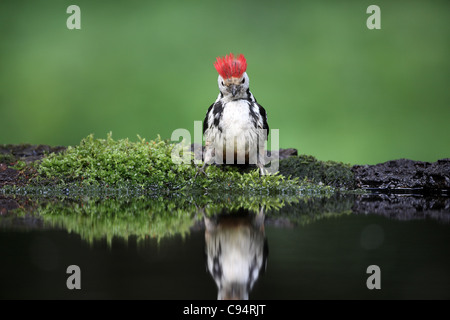 Mitte-spotted Woodpecker, Dendrocopus Medius, Baden Stockfoto