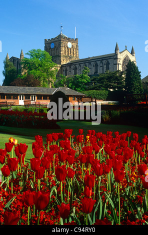 Rote Tulpen außerhalb Hexham Abbey, Northumberland Stockfoto