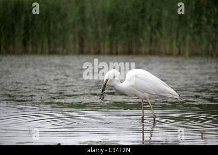 () Silberreiher, Ardea Alba Essen Reed Warbler Stockfoto