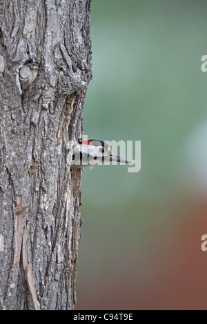 Syrische Specht, Dendrocopus Syriacus, Männlich, sucht unsere vom Nest Loch Stockfoto