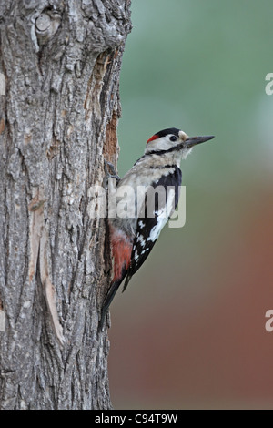 Syrische Specht, Dendrocopus Syriacus, Männlich am Nest Loch Stockfoto