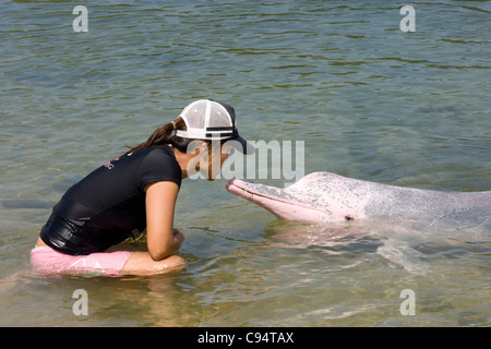 Sentosa Island - Delphin-Lagune / rosa Delphin Begegnungen Stockfoto