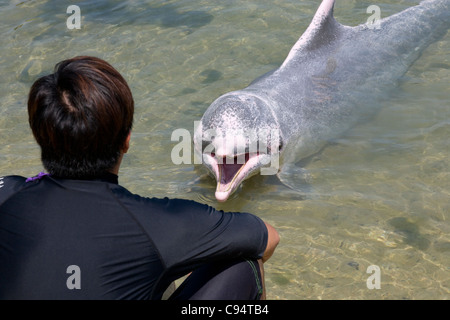 Sentosa Island - Delphin-Lagune / rosa Delphin Begegnungen Stockfoto