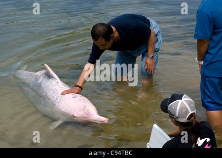 Sentosa Island - Delphin-Lagune / rosa Delphin Begegnungen Stockfoto