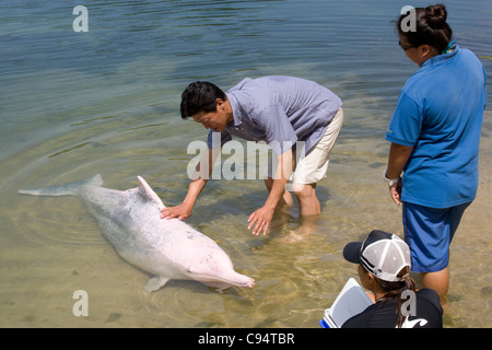 Sentosa Island - Delphin-Lagune / rosa Delphin Begegnungen Stockfoto