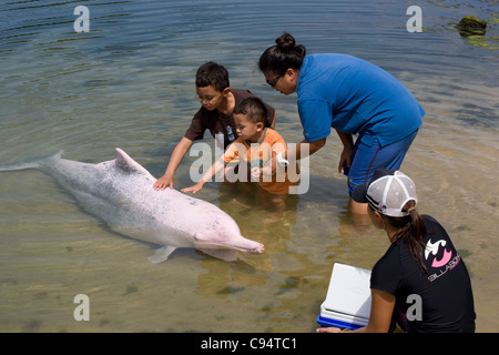 Sentosa Island - Delphin-Lagune / rosa Delphin Begegnungen Stockfoto